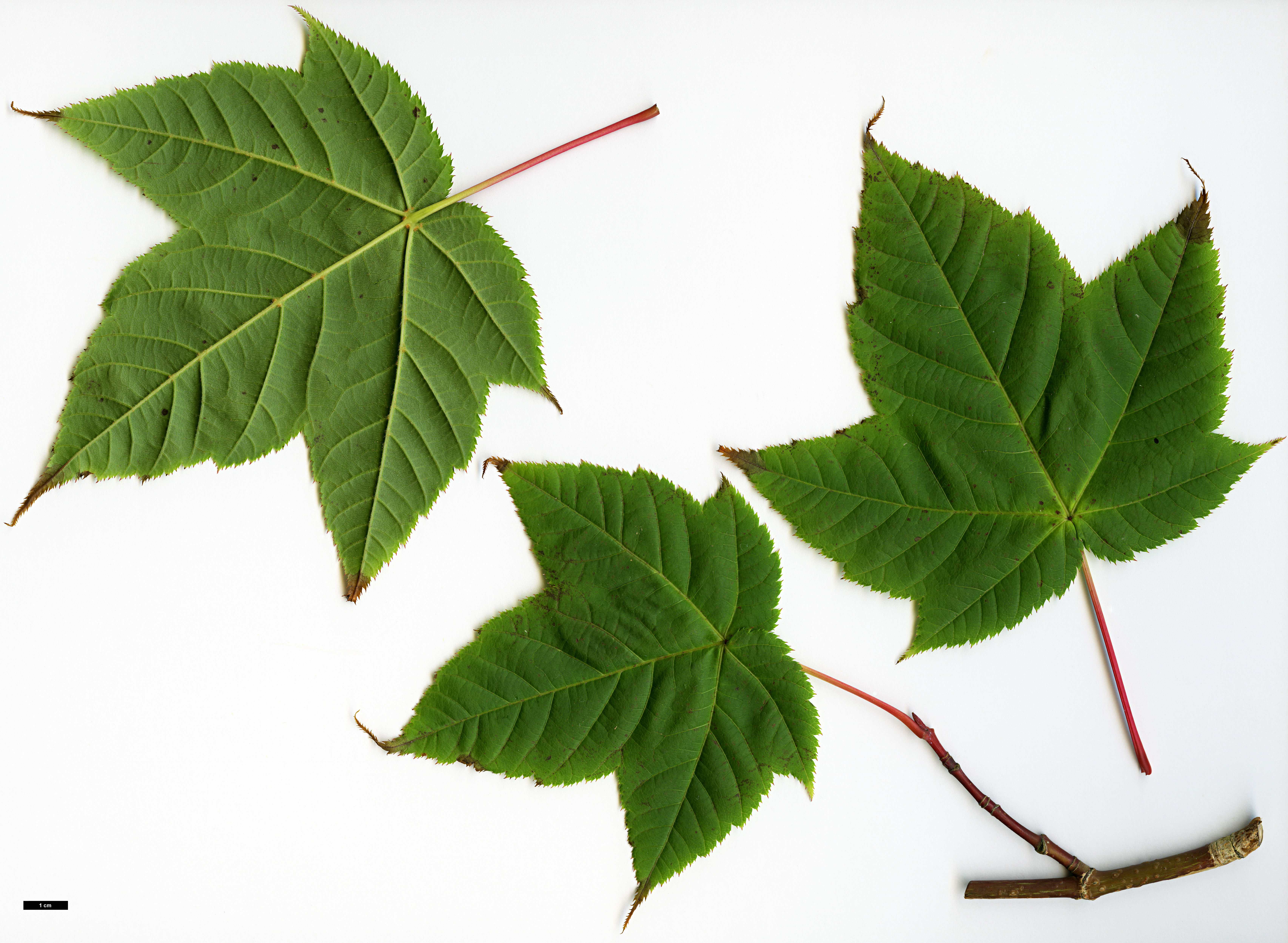 High resolution image: Family: Sapindaceae - Genus: Acer - Taxon: HWJ 569